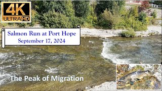 Salmon Run at Port Hope  September 17 2024  4K [upl. by Layton]