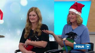 Frontwave Credit Union Home for the Holidays Pet Adoption on CBS [upl. by Theadora]