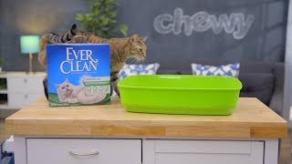 Ever Clean Kitty Litter  Chewy [upl. by Dahcir]