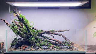 BIOTOPE AQUARIUM LAYOUT  Setup Hồ Thủy Sinh Biotope quotSUỐI MÙA XUÂNquot [upl. by Yrro393]