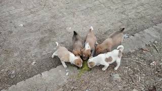 funny local puppy eating food and fight [upl. by Ailemak25]