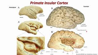 OHBM 2024  Educational Course  Neuroanatomy  Part 5 [upl. by Frodina623]