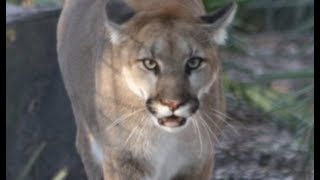 LIVE Cougar Feeding at Big Cat Rescue  The Dodo [upl. by Osnola]