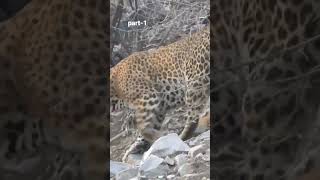 Glta Leopard part 1 remix bbcwildlife [upl. by Nevah]