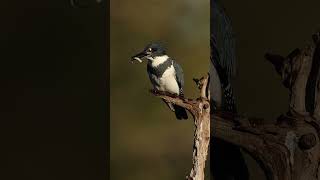 Belted kingfisher flight and fish bash [upl. by Isnyl]