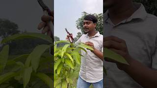 How is Mango Tree Pruning in India mangotreepruning pruning shorts farming [upl. by Abdul]