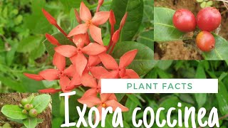 Ixora Coccinea  Kepula Flower  Plant Facts [upl. by Eninahs]