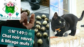 ☆N°149☆ Chat noir sauvé 🐈‍⬛ amp Œufs sous plaque chauffante  pas mal Mirage Vermifuge pour tous [upl. by Eiramlatsyrk]