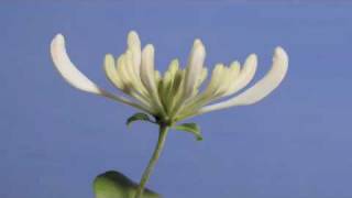 Lonicera periclymenum Belgica flower timelapse [upl. by Wilda]