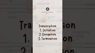 shorts  Overview of Transcription  Initiation Elongation amp Termination rna transcription [upl. by Eidda]