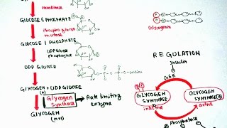 Glycogenesis [upl. by Mccormac]