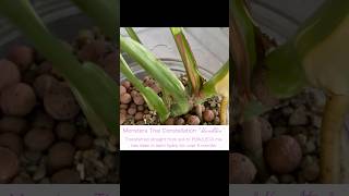 What potting medium to use for a Monstera Deliciosa houseplants [upl. by Avehsile]