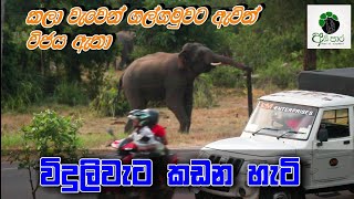 විජය ඇතා විදුලි වැට කඩන හැටි [upl. by Htur]