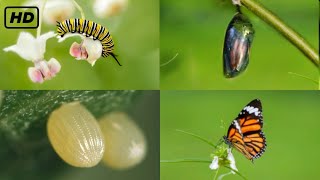 Life cycle of a butterfly 4k HD  From eggs to full grown butterflies  Hugs of life [upl. by Haden]