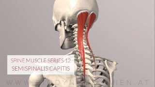 Spine Series 13 Neck Muscles Semispinalis Capitis 3D Animation [upl. by Avah77]