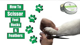 How To Scissor Feet Hocks amp Feathers [upl. by Leraj]