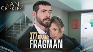 Kan Çiçekleri 377 Bölüm Tanıtımı [upl. by Nahsrad575]