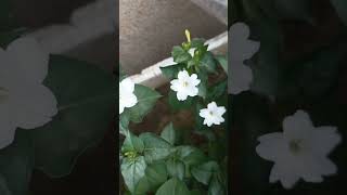 First Flower Of 4O Clock Mirabilis Jalapa 2023 shortsfeed shortsvideo shorts [upl. by Alvarez]