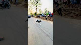 6 शॉन शर्यत  महाराष्ट्र राज्य शॉन शर्यत  shorts dog viral trending [upl. by Kerianne]