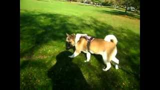 Coco Akita Service Dog Long Leash Training [upl. by Baalbeer802]