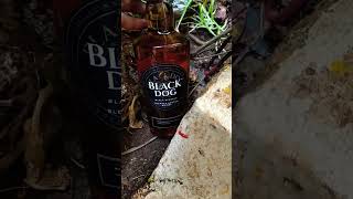 Black Dog Gold Reserve Whisky viral whiskey [upl. by Sennahoj]