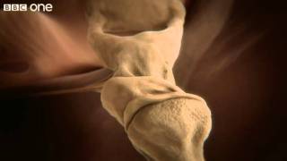 How your ear works  Inside the Human Body Building Your Brain  BBC [upl. by Ardnod]