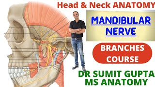 MANDIBULAR NERVE  FORMATION  BRANCHES  COURSE [upl. by Anzovin]