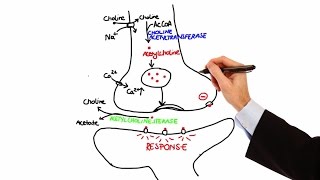 Pharmacology  CHOLINERGIC DRUGS MADE EASY [upl. by Zingale]