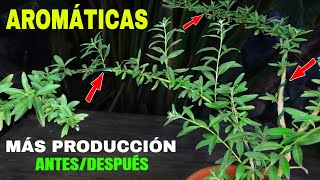 🌿 Aumenta Producción AROMATICAS ➤ Plantas AROMÁTICAS AVANCES [upl. by Kin]