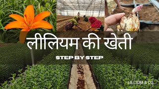 lilium flower  lilium flower plant  लिलियम की खेती  Farming of Lilium  lilium flower how to grow [upl. by Gable]