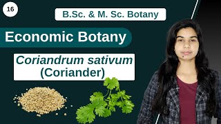 Economic Botany  Coriandrum sativum Coriander  B Sc amp M Sc [upl. by Mas515]