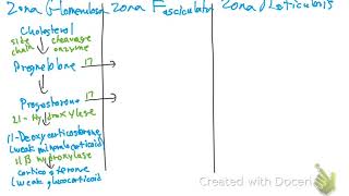 Adrenal Steroidogenesis [upl. by Ailehc683]