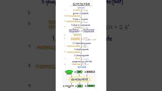 glycolysis complete explanation in flow chart  online chemistry content [upl. by Ttelracs]