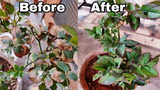 How to solve yellow Leaf Problem on Rose plant how to save rose plant from dying [upl. by Aliam]