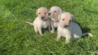 River Stone  Jesse x Clyde  4weekold British Labrador Puppies [upl. by Shiri]