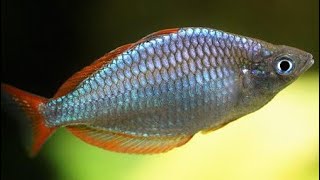 Neon Dwarf Rainbowfish Care  Praecox rainbow fish gender feeding breeding and tank mates [upl. by Darra278]