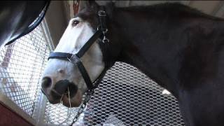 Clydesdales pull their weight at the fair [upl. by Oguh]