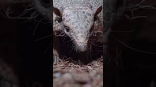 Animal wildlife  armadillo video  facts [upl. by Calandria]