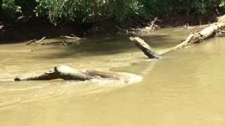 Buzzard Roost Island on the Chattahoochee River  The see saw  teeter totter log [upl. by Gurolinick]