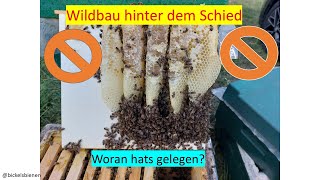 Wildbau hinter dem Schied und die mögliche Ursache [upl. by Hazem]