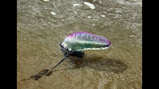 Portuguese man o war in Holywell Bay [upl. by Debi]