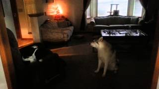 The Original Chewbacca Alaskan Malamute Howling [upl. by Melentha]