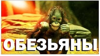 Галилео Зоопарк Обезьяны [upl. by Herrick]