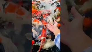 Fish koi in the pond trustgod fish fishinglife koi shorts musicvideo [upl. by Yr729]