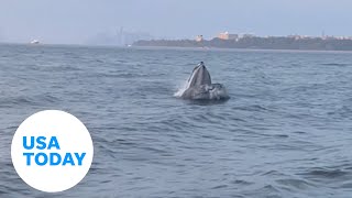 Massive whale breaches New York City waters leaving fishermen in awe  USA TODAY [upl. by Nwahsiek]