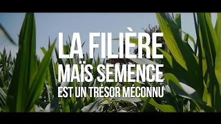 La filière maïs semence est un trésor méconnu [upl. by Yarezed]