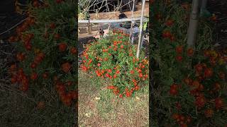 Growing marigolds in 20 gallon fabric grow bag  how big can two marigold plants get [upl. by Anoyk]