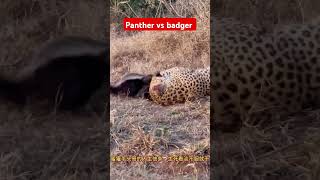 Panther vs badger [upl. by Notsud540]