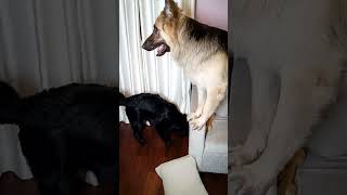 German Shepherd Barking  shorts ytshorts dog puppy gsd dogslife [upl. by Smiga901]