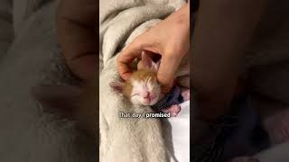 Tiny cat roars like a lion [upl. by Sonnnie]